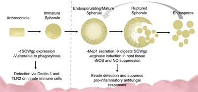 Host Response to Coccidioides Infection: Fungal Immunity